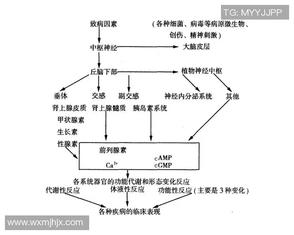 成都排球队排球战术解析与控制体系的深度探讨与实践应用